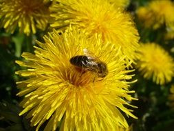 bee on a yellow fluffy dandelion