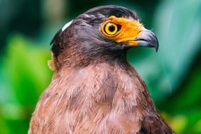 bird of prey with yellow beak close up