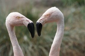 love of flamingos