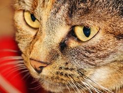 beautiful charming Cat Head