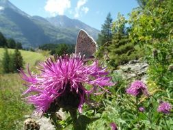 butterfly on a purple flower of a thistle in the mountains