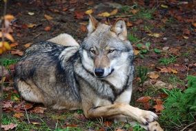 furry gray wolf is resting in the forest
