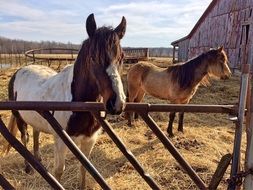 perfect beautiful Horse Farm