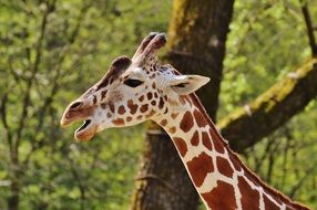 portrait of giraffe with opened mouth