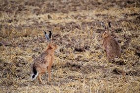 Rabbits