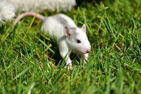 Grey-White Baby Rat on lawn