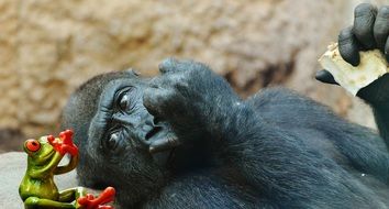 Black gorilla and toy frog