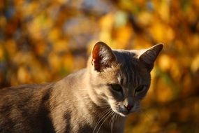 young cat in the middle of autumn