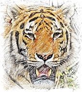 Tiger Drawing