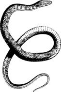 American Reptile Snake drawing