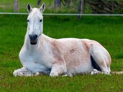 white horse on green grass