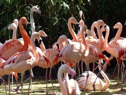 flock of pink flamingos resting