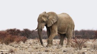 Elephant in wild, Namibia
