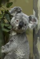 Grey Koala, Australia