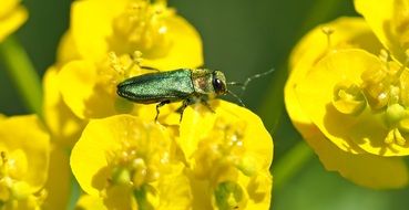 green beetle on the yellow flower