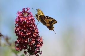 garden butterfly on the summer flower