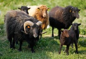 Sheeps Animal