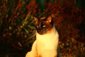 Siamese cat in nature