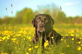 Labrador on the meadow