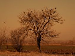 birds on the tree Sepia Landscape