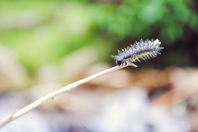 fluffy caterpillar on a dry blade of grass