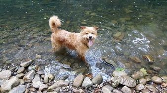 happy doggy in a river