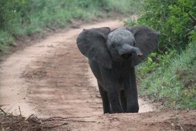baby elephant on the road