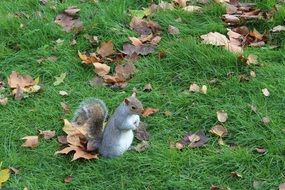 gray squirrel on a green lawn in autumn
