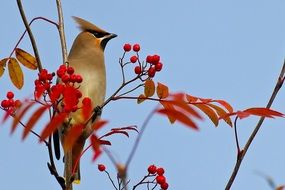 Waxwing Bird in Rowan