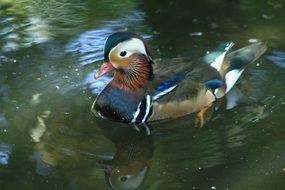 duck with bright feathers on the water close up