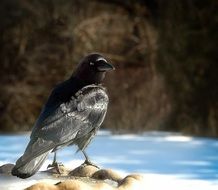 raven on the background of a picturesque landscape