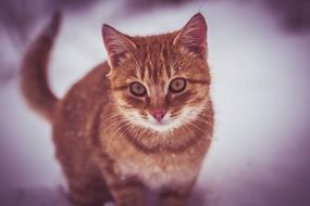 ginger kitten stands in the snow