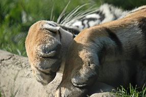 paws of a striped tiger