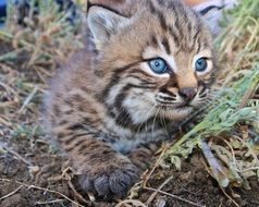 Kitten blue eye