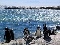 black and white penguins near the water