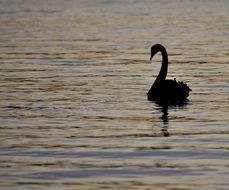 Swan Silhouette