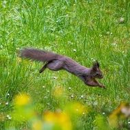 Squirrel on the meadow