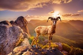 mountain goat at sunset drawing