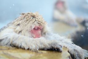 portrait of monkey relax in a hot spring