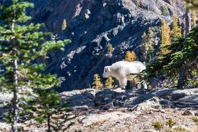 mountain goat on a rock, usa, washington