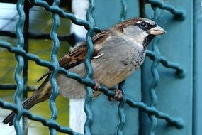 bird in a cage close-up