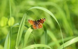 brown butterfly on green grass stems