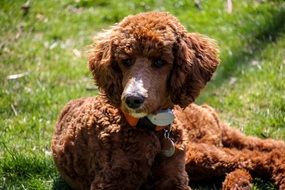 brown poodle puppy