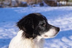 black and white domestic dog on the snow