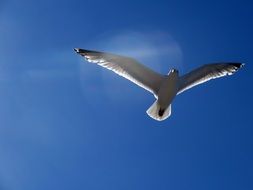 large gull flies over the Baltic Sea