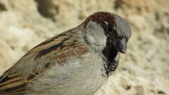 tiny cute sparrow