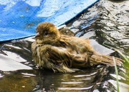 Sparrow on a wet roof