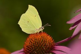 gonepteryx rhamni butterfly on the summer flower