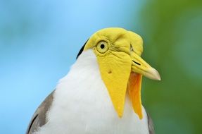 yellow-headed exotic bird on a blurry background