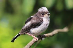 aegithalos is a songbird